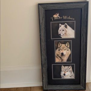 Timber Wolves picture